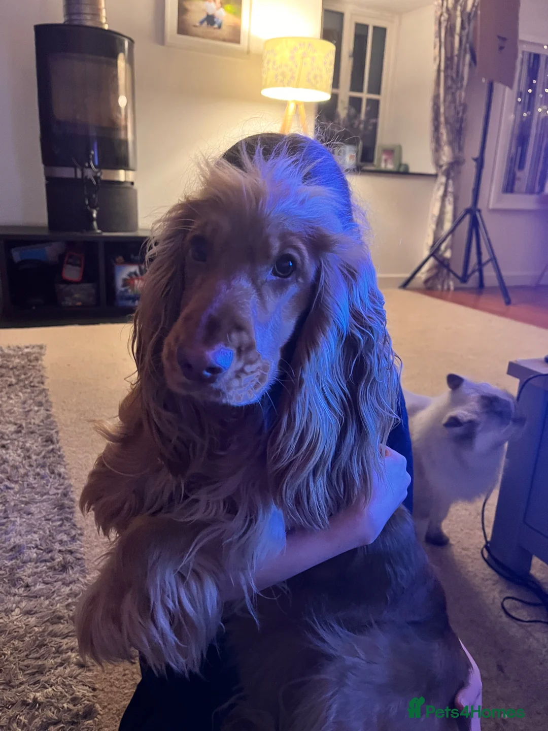 Cocker Spaniel dogs for sale: Sad sell of our 1 year old show cocker spaniel - Advert 2