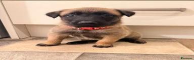 Belgian Shepherd Dog 4