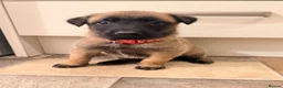 Belgian Shepherd Dog dogs for sale: Beautiful KC Registered Belgian Malinois Puppies - Advert 4
