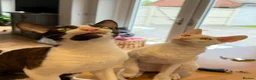 Cornish Rex cats for sale: 2 beautiful Cornish Rex boys - Advert 7