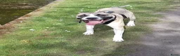 Mixed Breed dogs for sale: Milo is a staff x in Wolverhampton - Advert 6