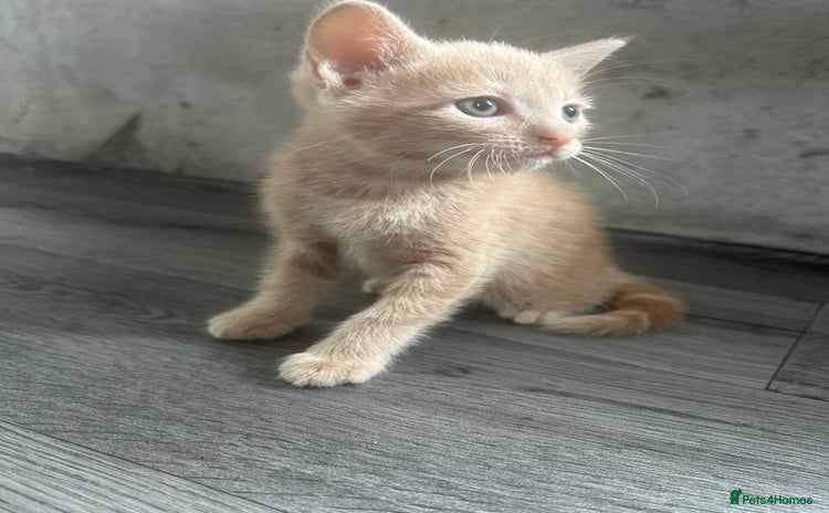 British Shorthair cats for sale - Advert 1