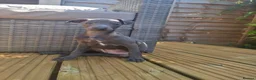 Italian Greyhound dogs for sale: Blue Italian greyhound - Advert 4