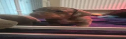 Miniature Dachshund dogs for sale: LAST PUPPY* Rare Isabella Mini Dacshund, blue eyes - Advert 27