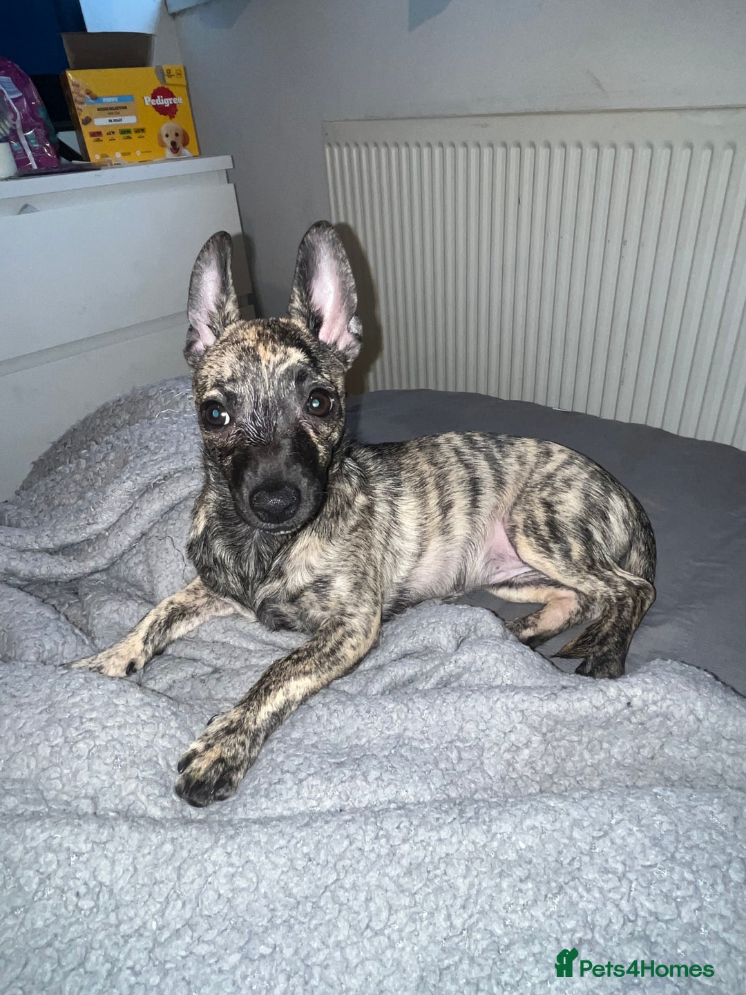 Mixed Breed dogs for sale: 🎀Chihuahua 4 months female - Advert 1