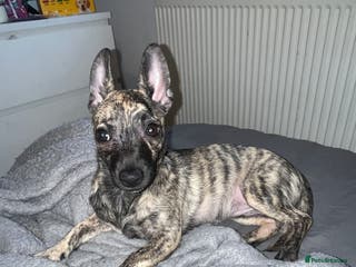 Mixed Breed dogs 🎀Chihuahua 4 months female - Advert 11