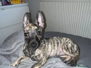 Mixed Breed dogs 🎀Chihuahua 4 months female - Advert 15