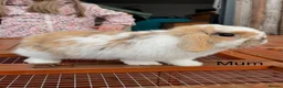 Mixed Breed rabbits for sale: Netherland Dwarf / Mini Lop rabbits in Stonehaven - Advert 7