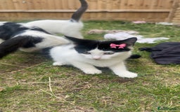 Mixed Breed cats for sale: Very cute babies  in Bedford - Image 10