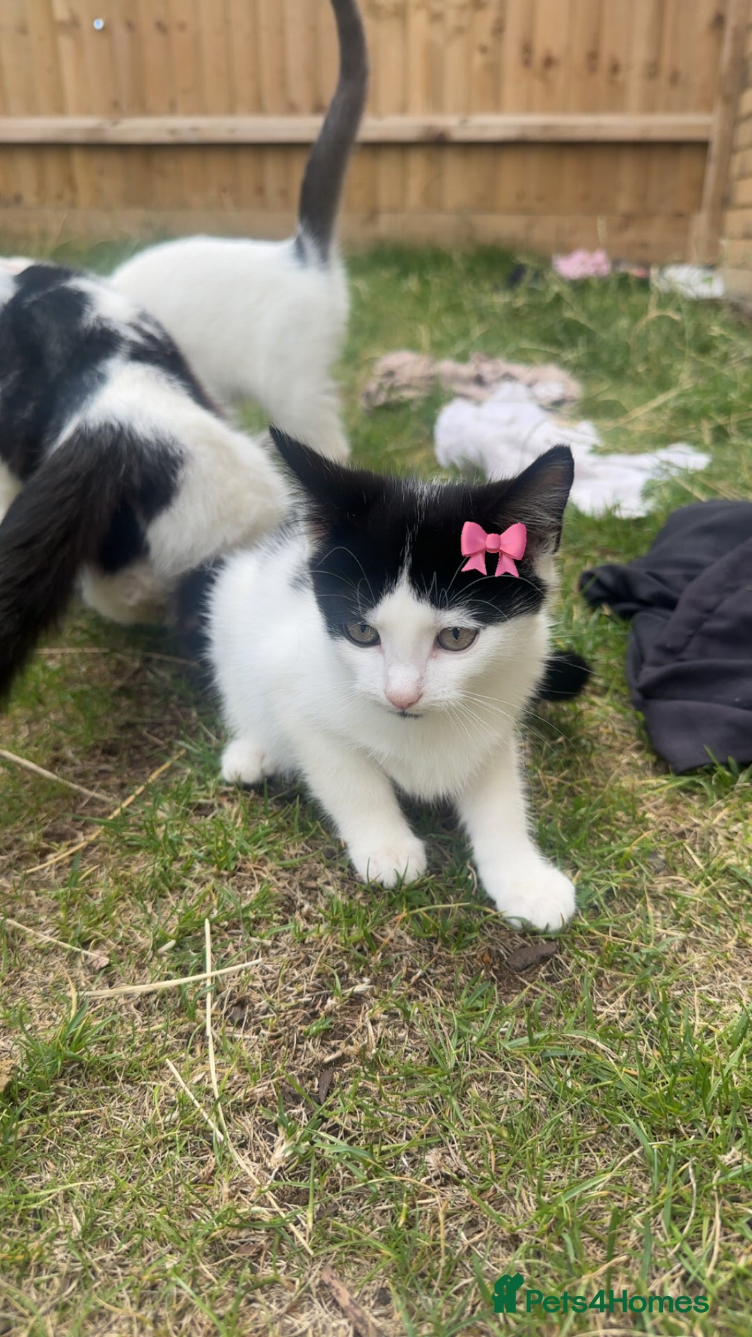 Mixed Breed cats for sale: Very cute babies  in Bedford - Image 10