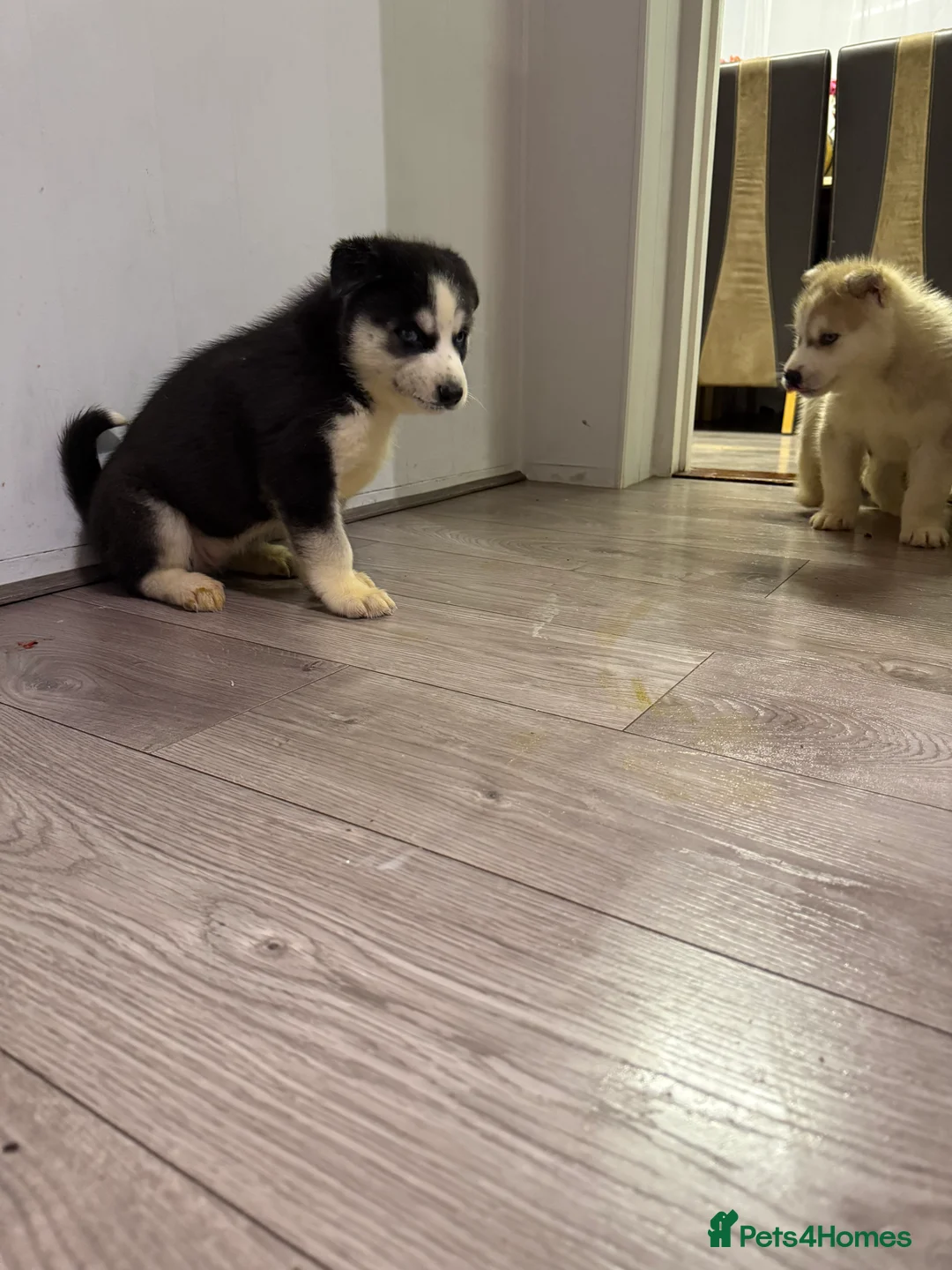 Siberian Husky dogs for sale: Puppies Siberian Huskies  - Advert 34