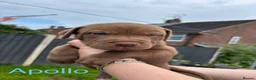 Mixed Breed dogs for sale: Stafford bull terrier cross lurcher in Chesterfield - Advert 36