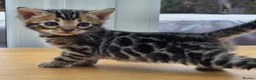 Bengal cats for sale: 🐆 2 BEAUTIFUL TICA BENGAL GIRLS – £1,200 EACH 🐆 - Advert 9