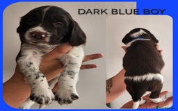 English Springer Spaniel dogs for sale: KC Registered ESS Pups *WELL MARKED* - Image 12