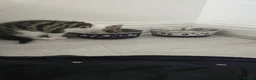 Mixed Breed cats for sale: 37 Warren Road in Stockport - Advert 2