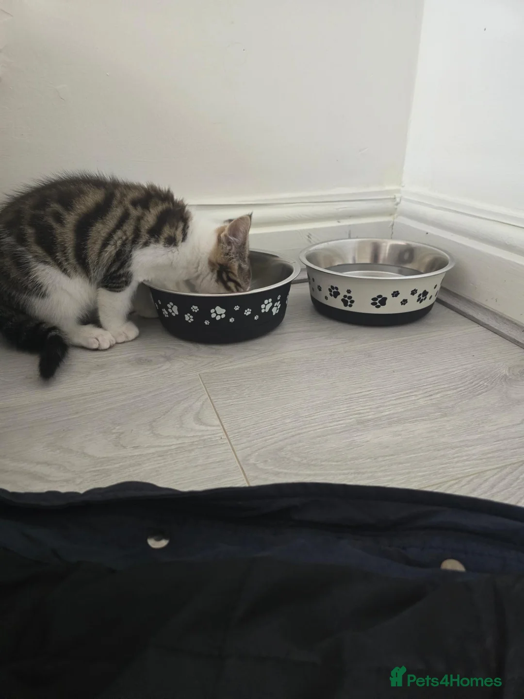 Mixed Breed cats for sale: 37 Warren Road in Stockport - Advert 2