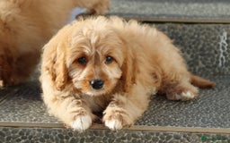 Cavapoo dogs for sale: F1 Cavapoo puppies for sale FULLY VACCINATED - Advert 28