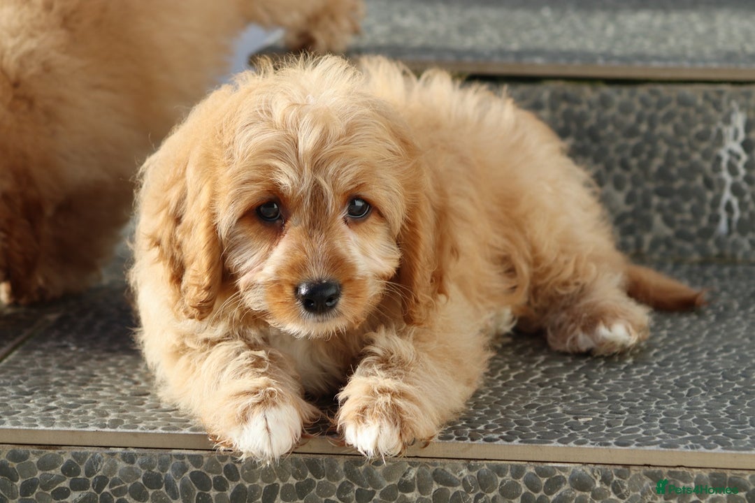 Cavapoo dogs for sale: F1 Cavapoo puppies for sale FULLY VACCINATED - Advert 28
