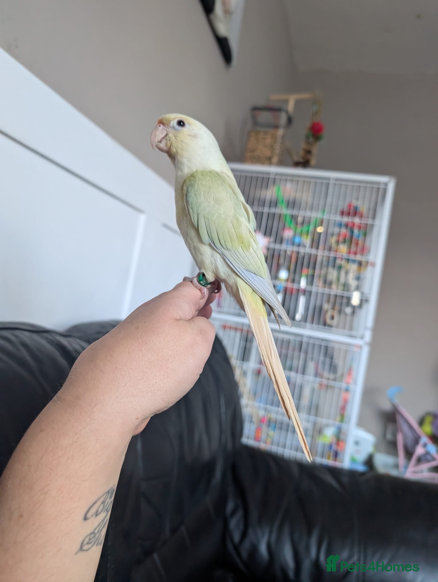 Conures birds Hnd reared tame conure and kakarikis  - Advert 3