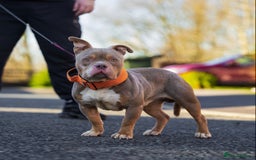 American Bully dogs for stud: Lilac tri pocket bully  in Manchester - Image 4
