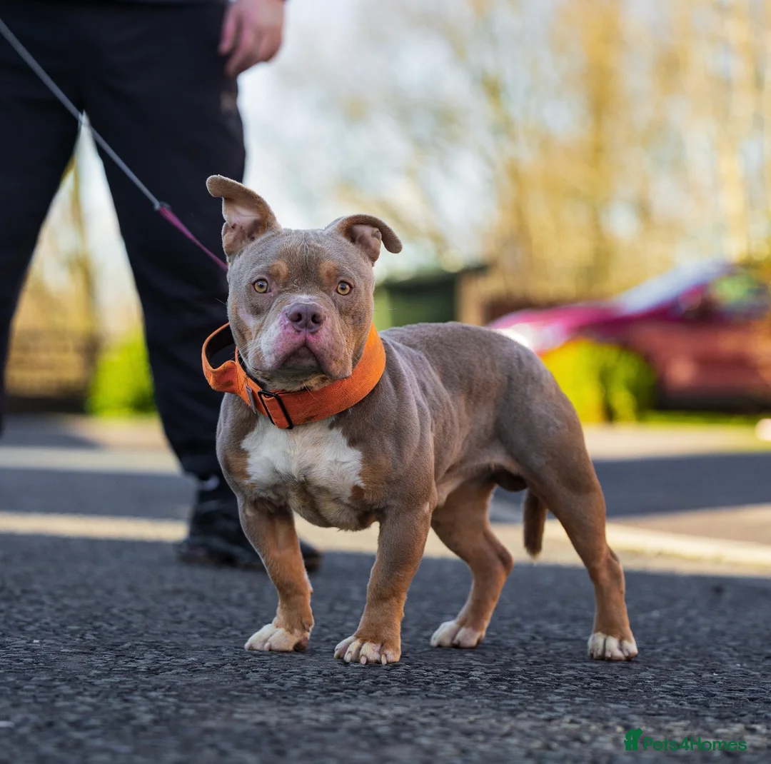 American Bully dogs for stud: Lilac tri pocket bully  in Manchester - Advert 4