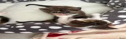 Mixed Breed cats for sale: 3 Gorgeous Kittens  - Advert 6