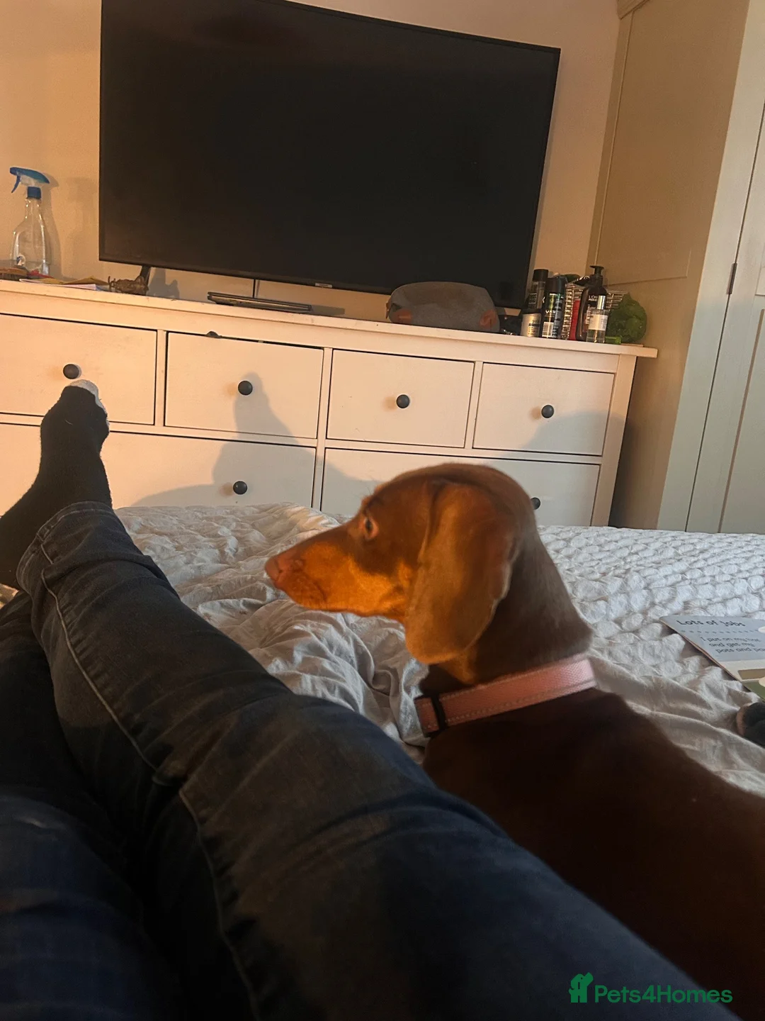 Dachshund dogs for sale: Sweet natured Dachshund 10 months old - Advert 2