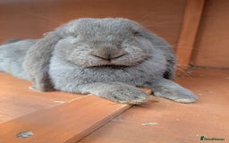 French Lop rabbits for sale: Female french lop for rehoming  - Image 3
