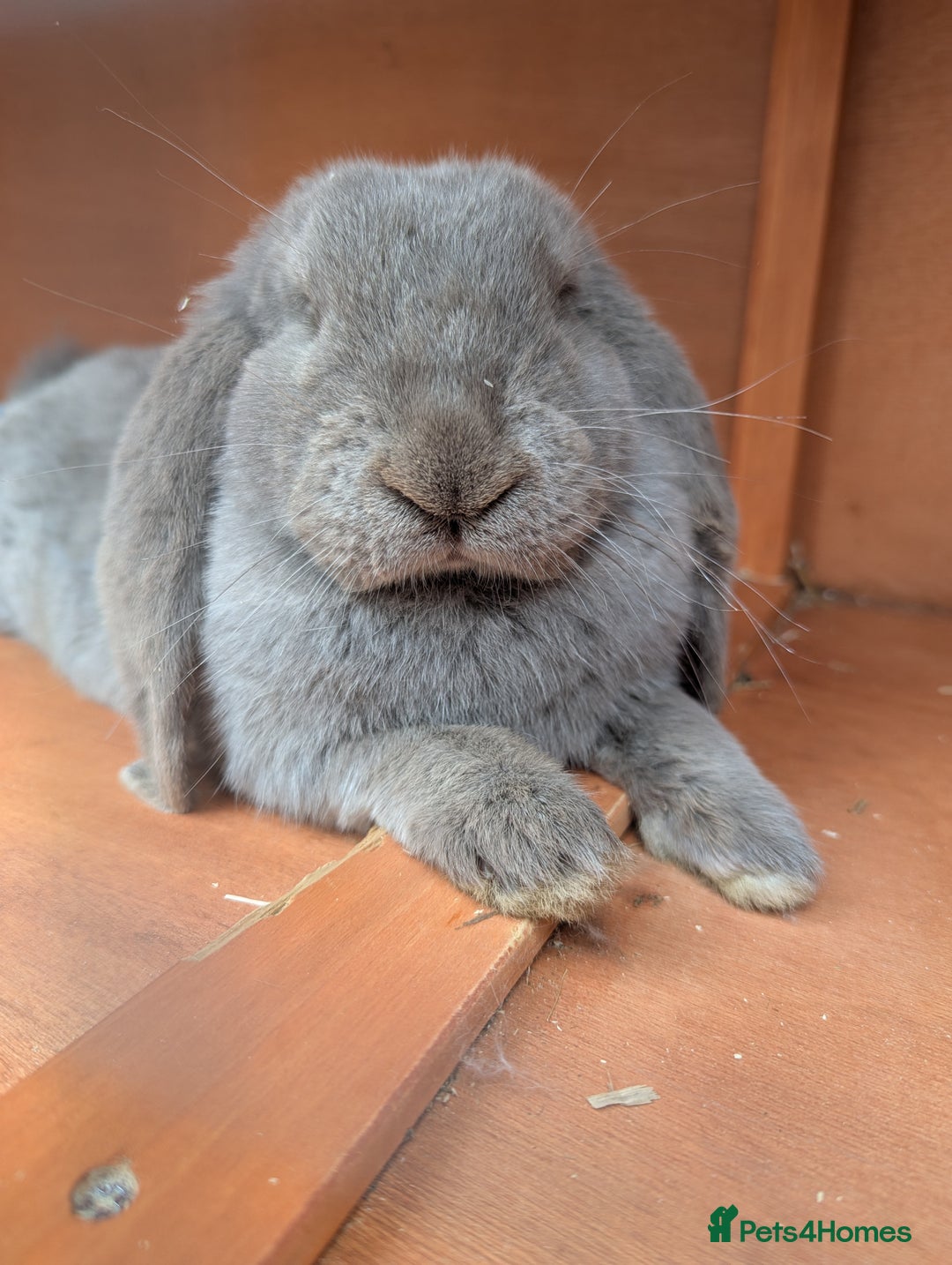 French Lop rabbits for sale: Female french lop for rehoming  - Image 3