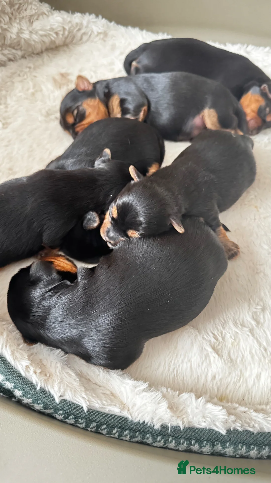 Yorkshire Terrier dogs for sale: Outstanding Pedigree Yorkshire Terrier Puppies ❤️ - Advert 13
