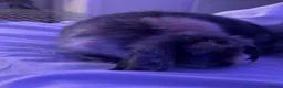 Mixed Breed rabbits for sale: 2 female rabbits  - Advert 3