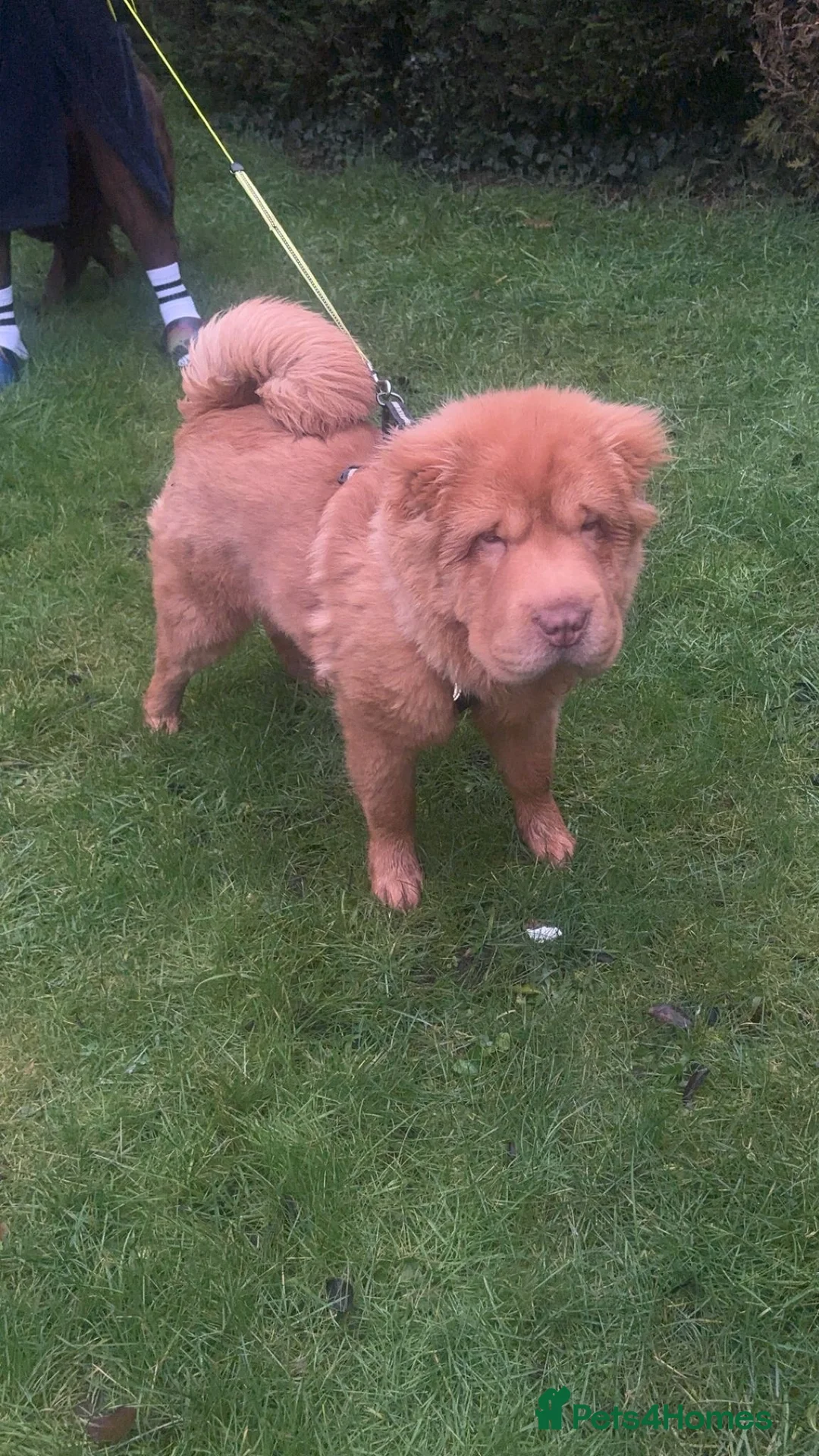 Shar Pei dogs for sale: Top quality bear coat sharpei  - Advert 11