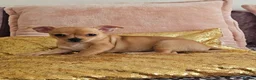 Chihuahua dogs for sale: Chihuahuas for SALE! - Advert 16