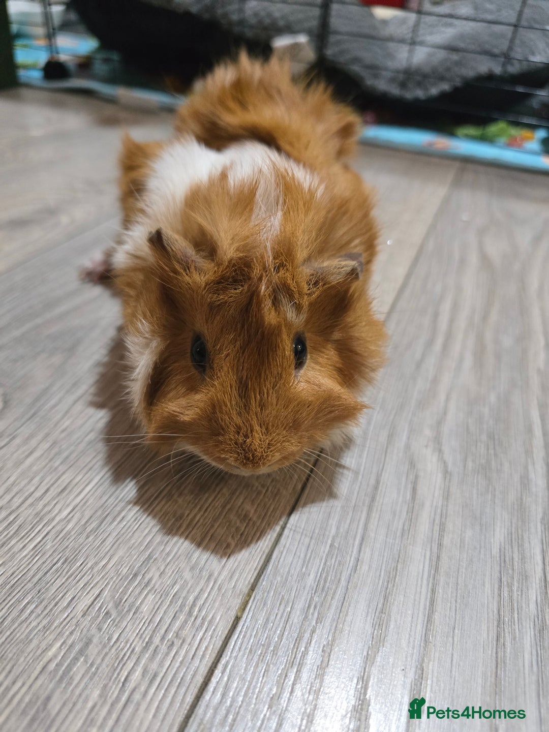 Guinea Pig rodents for sale: Toffee the Guinea pig - Advert 4