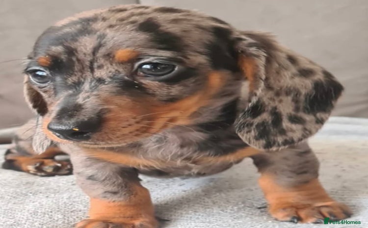 Miniature Dachshund dogs - Advert 3