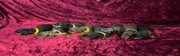 Miniature Dachshund dogs for sale: Miniat Dachshund puppy waiting for new home - Advert 9