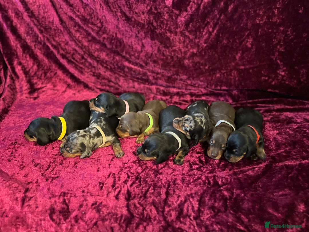 Miniature Dachshund dogs for sale: Miniat Dachshund puppy waiting for new home - Advert 9