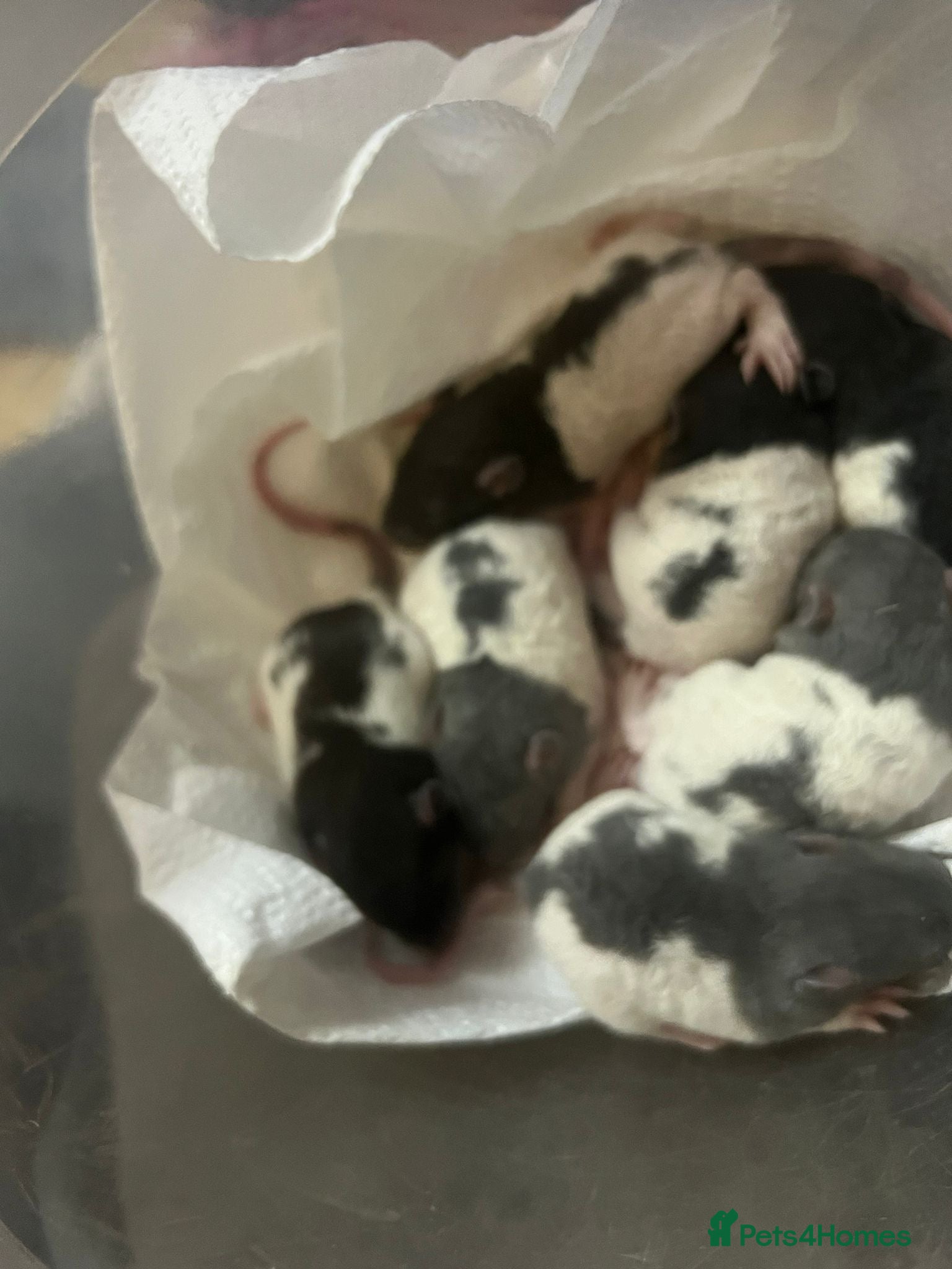 Rat rodents Rex rats  - Advert 18