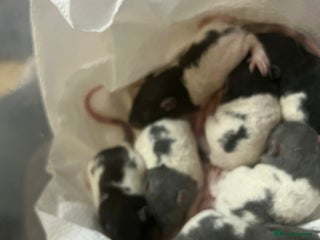 Rat rodents Rex rats - Advert 1