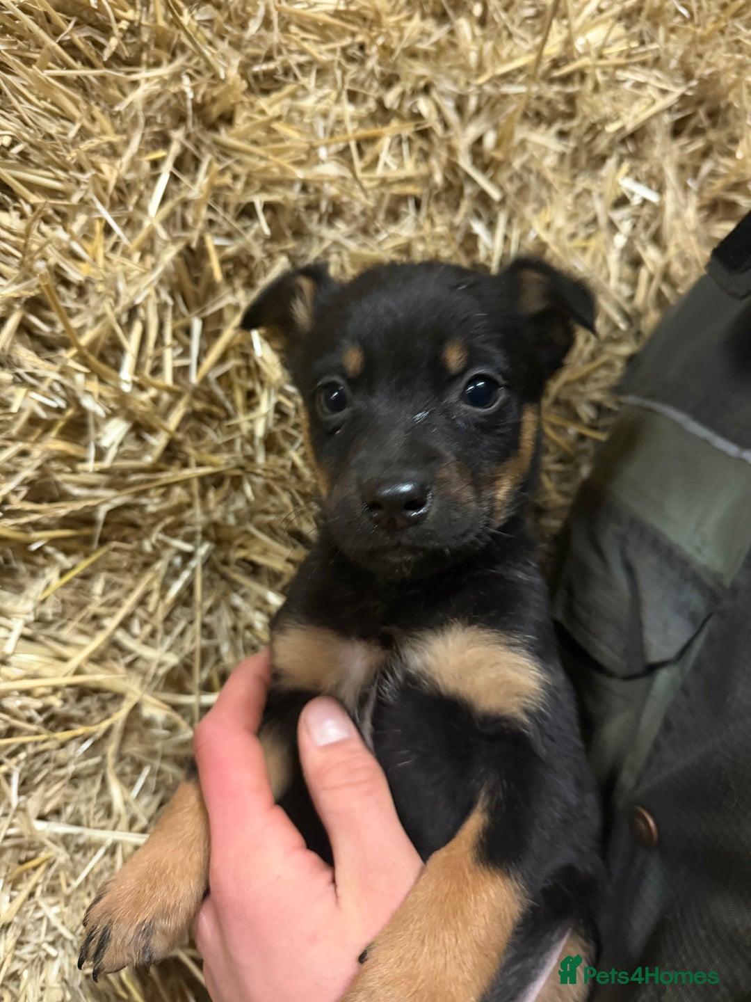 Mixed Breed dogs for sale: kelpie/blue heelers - Advert 28