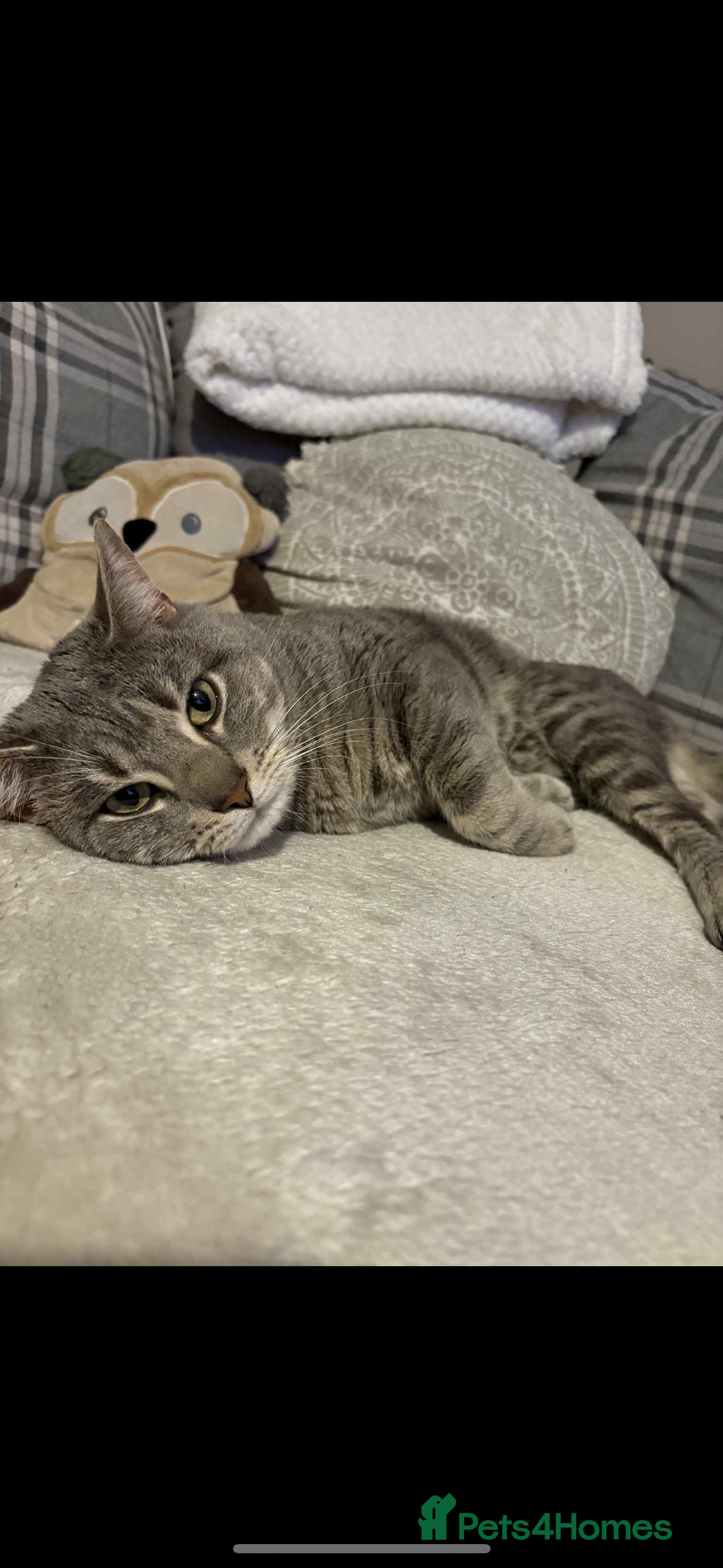 Mixed Breed cats Boris for rehoming (free) - Advert 1