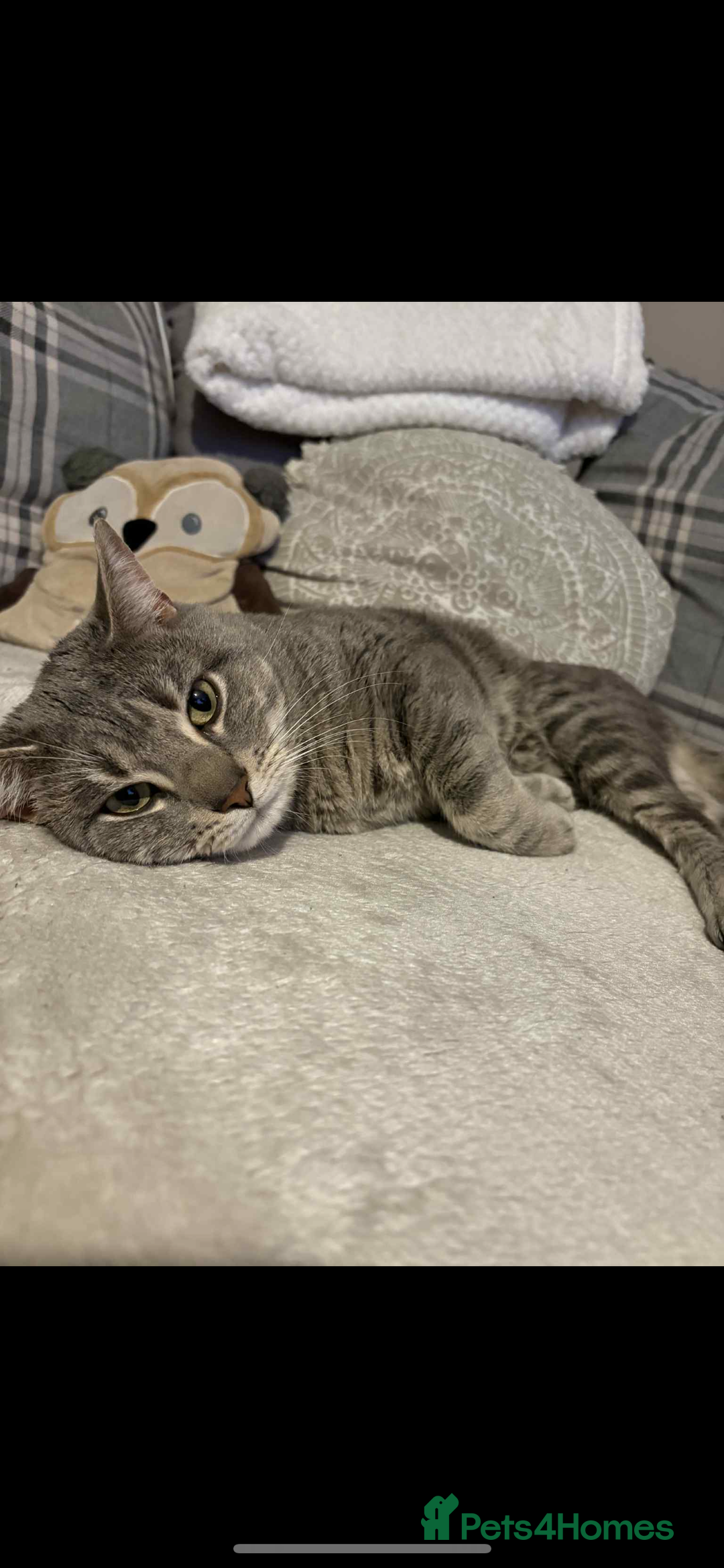 Mixed Breed cats for sale: Boris for rehoming (free) - Advert 1