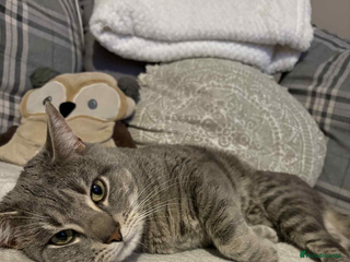 Mixed Breed cats Boris for rehoming (free) - Advert 1