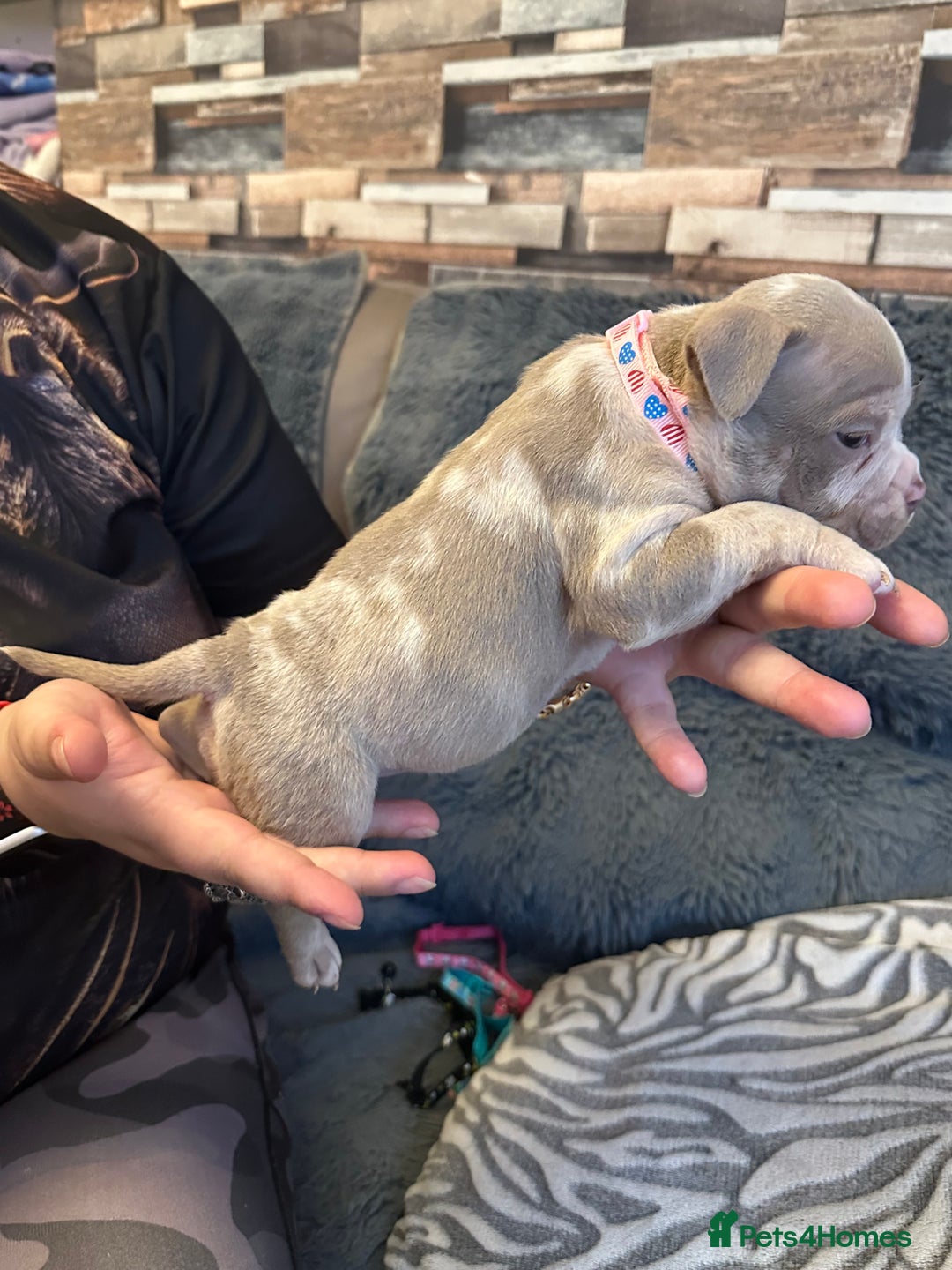 American Bully dogs for sale: 🐾 ABKC Registered Micro/Pocket Bully Puppies! 🐾 - Image 19