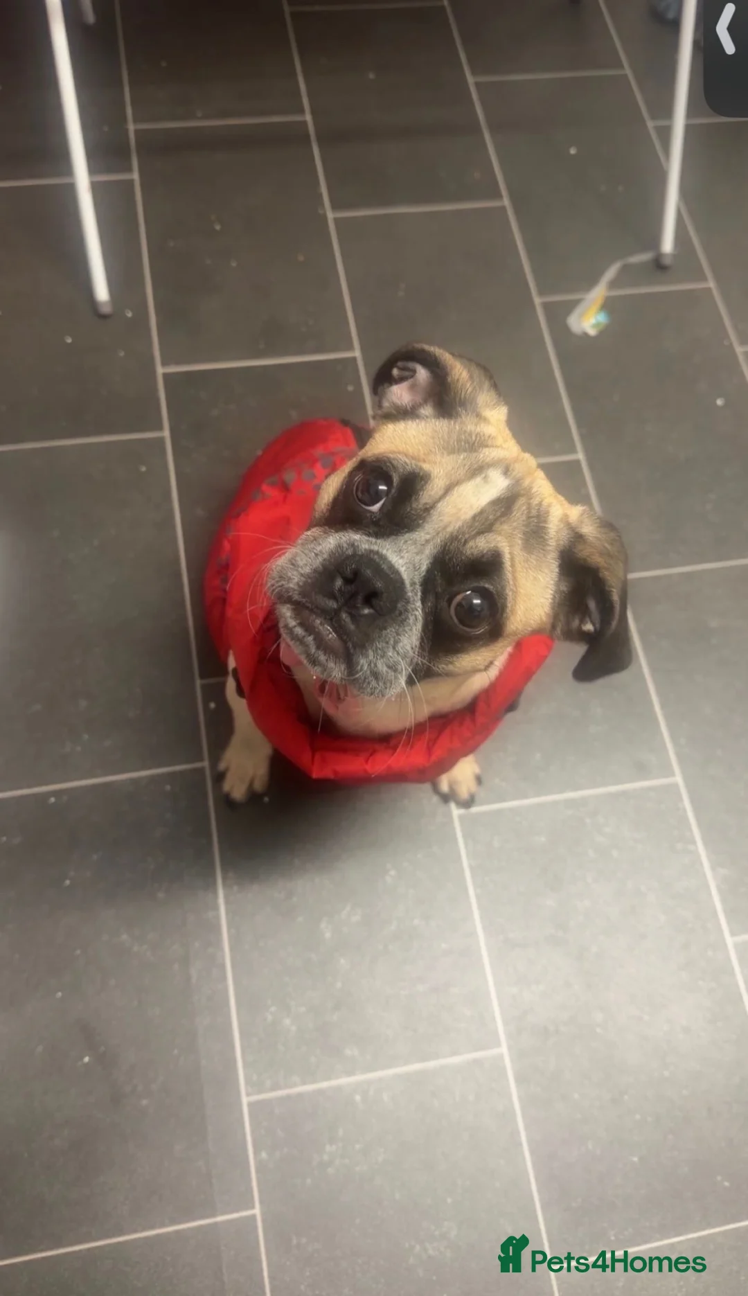 Puggle dogs for sale: Selling my puggle 1 year old female in Arbroath - Advert 2