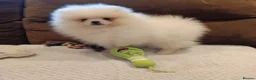 Pomeranian dogs for sale: Pom pupie girl with Kc reg , pedigree for sale - Advert 8