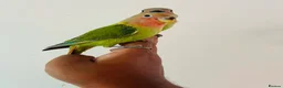 Lovebirds birds for sale: Hand reared lovebirds for sale  - Advert 21