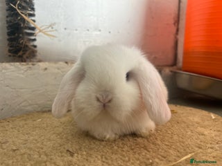 Mini Lop rabbits Pure mini lop - Advert 8