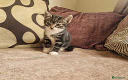 Mixed Breed cats for sale: Stunning kitty's please read full ad  - Image 3
