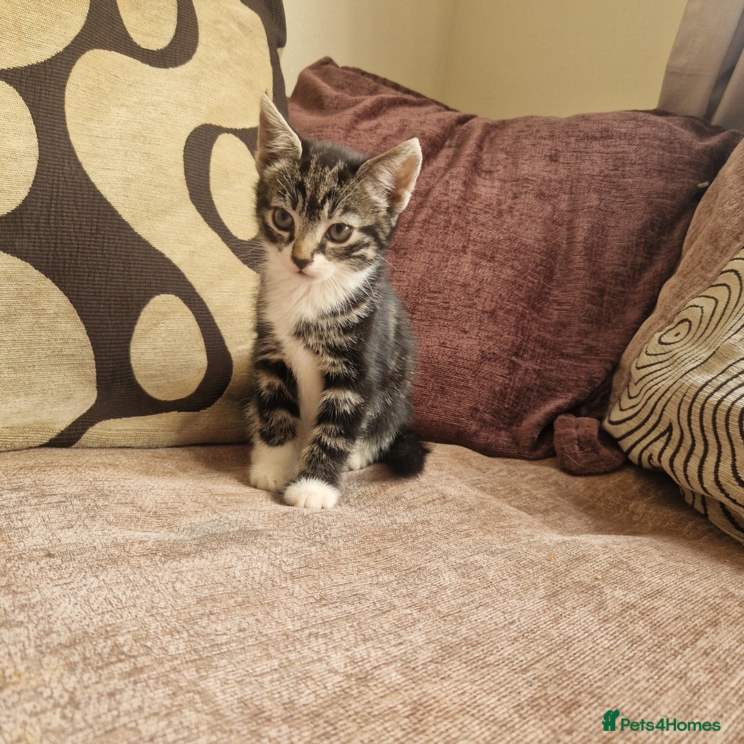 Mixed Breed cats for sale: Stunning kitty's please read full ad  - Image 3